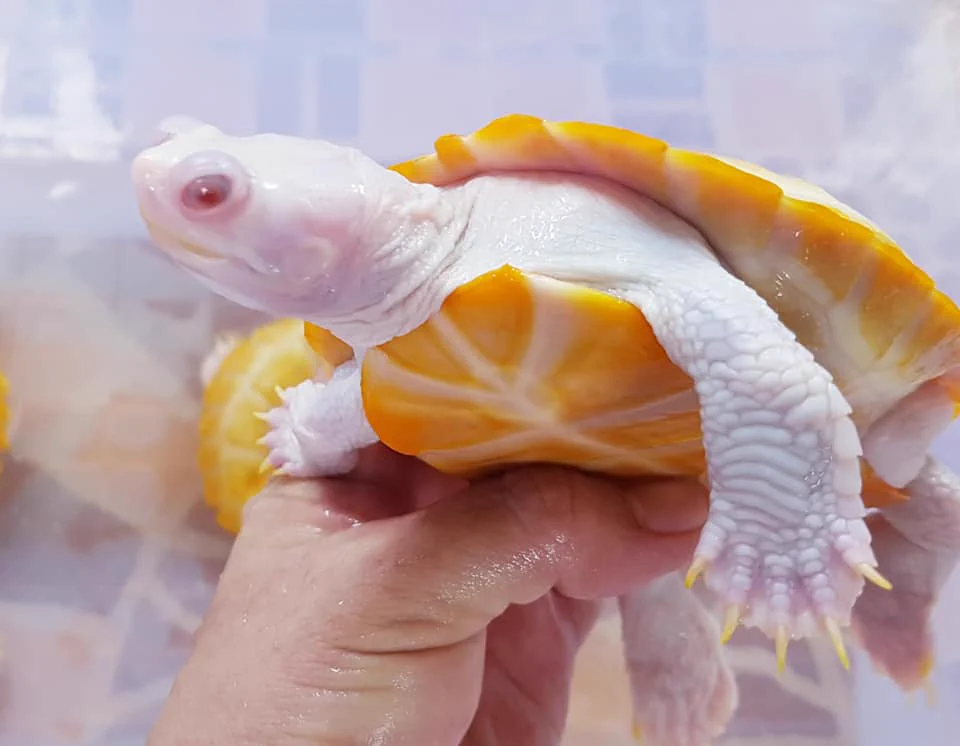 レモン？オレンジ？美味しそうな柑橘系の果物に見えるこれ、まさかの亀だった【美しすぎる】