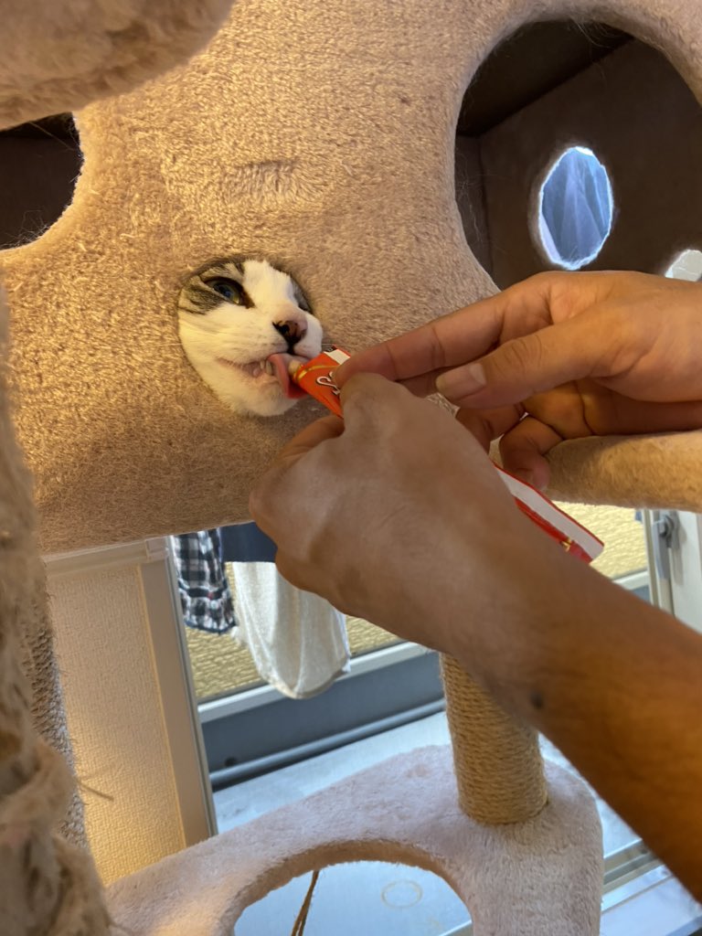人見知りしながらもちゅ るは食べたい 頑なにキャットタワーから出ずちゅ るを頬張る猫様がめっちゃ可愛い Togetter 人見知りしながらもちゅ るは食べたい 頑なにキャットタワーから出ずちゅ るを頬張る猫様がめっちゃ可愛い Togetter