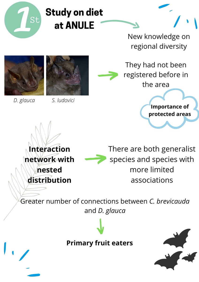 TitiC12's tweet photo. 4 #WBTC1 #Conserve2 This work on the diet of #fruitbats is the 1st to be carried out at ANULE. This new information that gives us an idea of the importance of research within protected areas. In the interaction network there’re generalist species with limited associations https://t.co/BEtDEpldpm