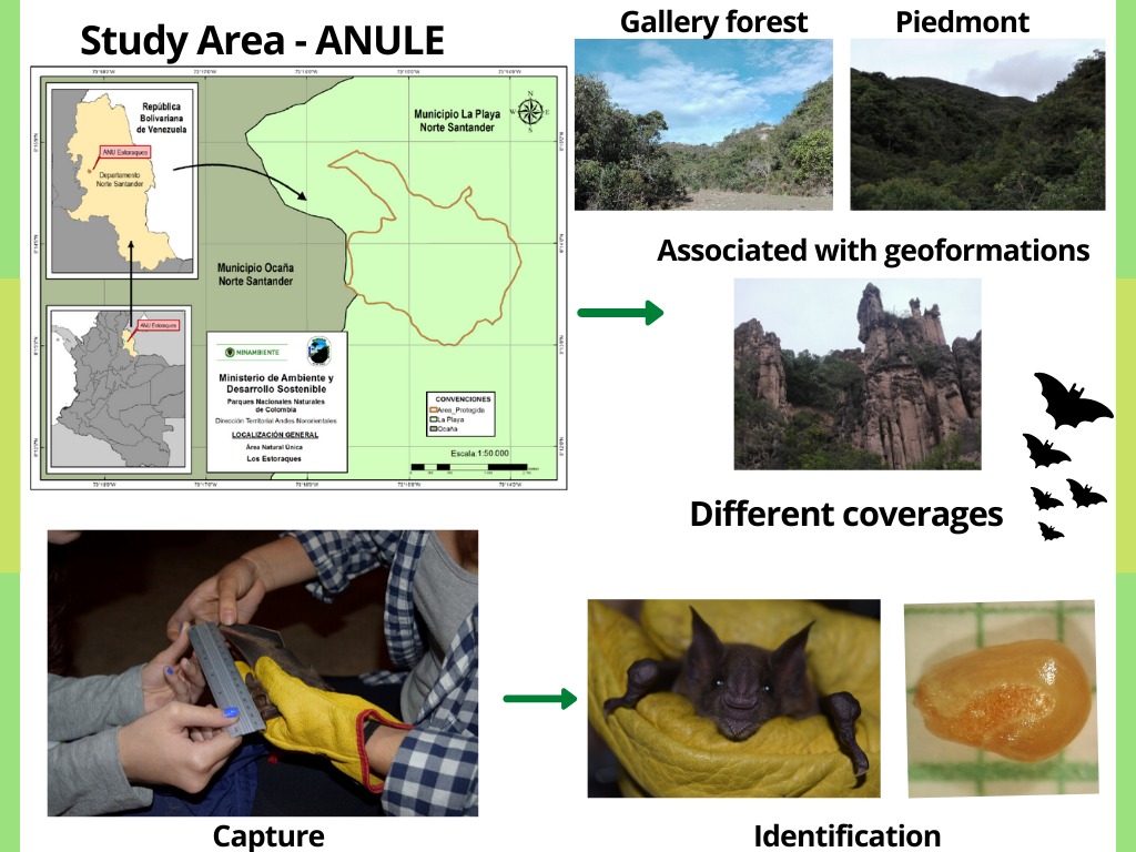 TitiC12's tweet photo. 2 #WBTC1 #Conserve2 We work in the ANULE (Colombia) belonging to @ParquesColombia, it’s pre-mountainous dry forest with sub-xerophytic vegetation. Mist nets were used to catch the B and the seeds obtained from the excreta were collected for identification at @UniversidadCES https://t.co/huFC3KLAXT