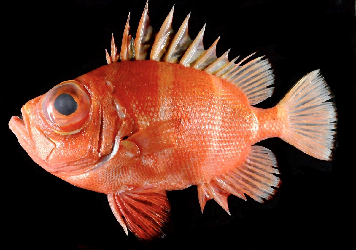 Sorari こちらの魚はミナミクルマダイという魚でした クルマダイに比べ鰭が黒く縁取られるのが特徴です なかなか見る事の出来ない貴重な魚に出会う事ができました T Co Qoijtddkew Sorari こちらの魚はミナミクルマダイという魚でした クルマダイに比べ鰭が黒く縁取られるのが特徴です なかなか見る事の出来ない貴重な魚に出会う事ができました T Co Qoijtddkew