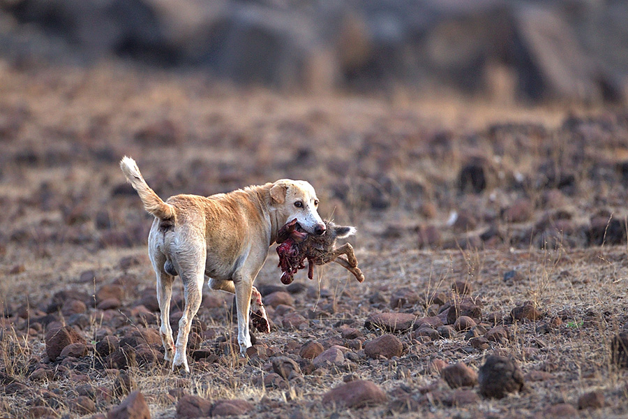 HimalayanMutts's tweet photo. [2014] Domestic dogs in rural villages depend on food waste to survive. Where there is more food waste, especially during tourist season, there are more dogs. But what happens when the tourists leave? Often they go into forests to hunt for #wildlife https://t.co/IeQ26buVTL https://t.co/BEv9iSmopS
