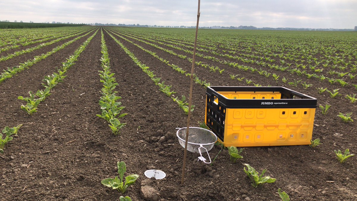 AnogGn's tweet photo. De monitoring voor de #GLBpilot #Akkerbelt is begonnen. Op de foto monitoren we #loopkevers in het referentieperceel #bieten. Totaal worden er deze zomer 225 bodemvallen geplaatst in het GLB beheer en verschillende gewassen. #biodiversiteit #Meten #insecten https://t.co/6VY8WUdVgv