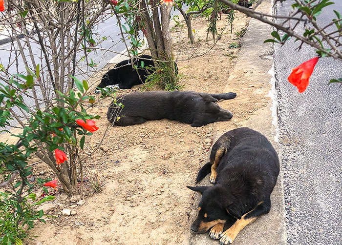 HimalayanMutts's tweet photo. An outbreak of #canine #distemper has impacted free-roaming #dogs in our Himalayan neighbour, Bhutan. Bhutanese officials have so far reported sickness in domestic dogs. Impact on #wildlife remains unknown. Reason to remain vigilant!👩‍⚕️💉🐾 https://t.co/MuxQYQfchc https://t.co/QlZYQ9Fa5R