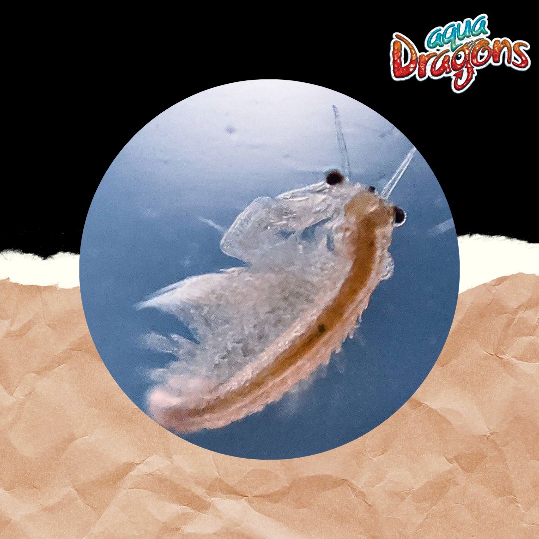 AquaDragonsHQ's tweet photo. Check out this up close and personal photo one of our customers shared with usβ£οΈ What a Beauty!! #aquadragons #sciencetoys #customerdiaries #aqua.dragons1 #artemia #aquarium #eggs #reproduction #stem #lifecycleproject #brineshrimp #Artemiasalina #toy #cooltoys #Kidsactivities https://t.co/jOuv3oOjDg
