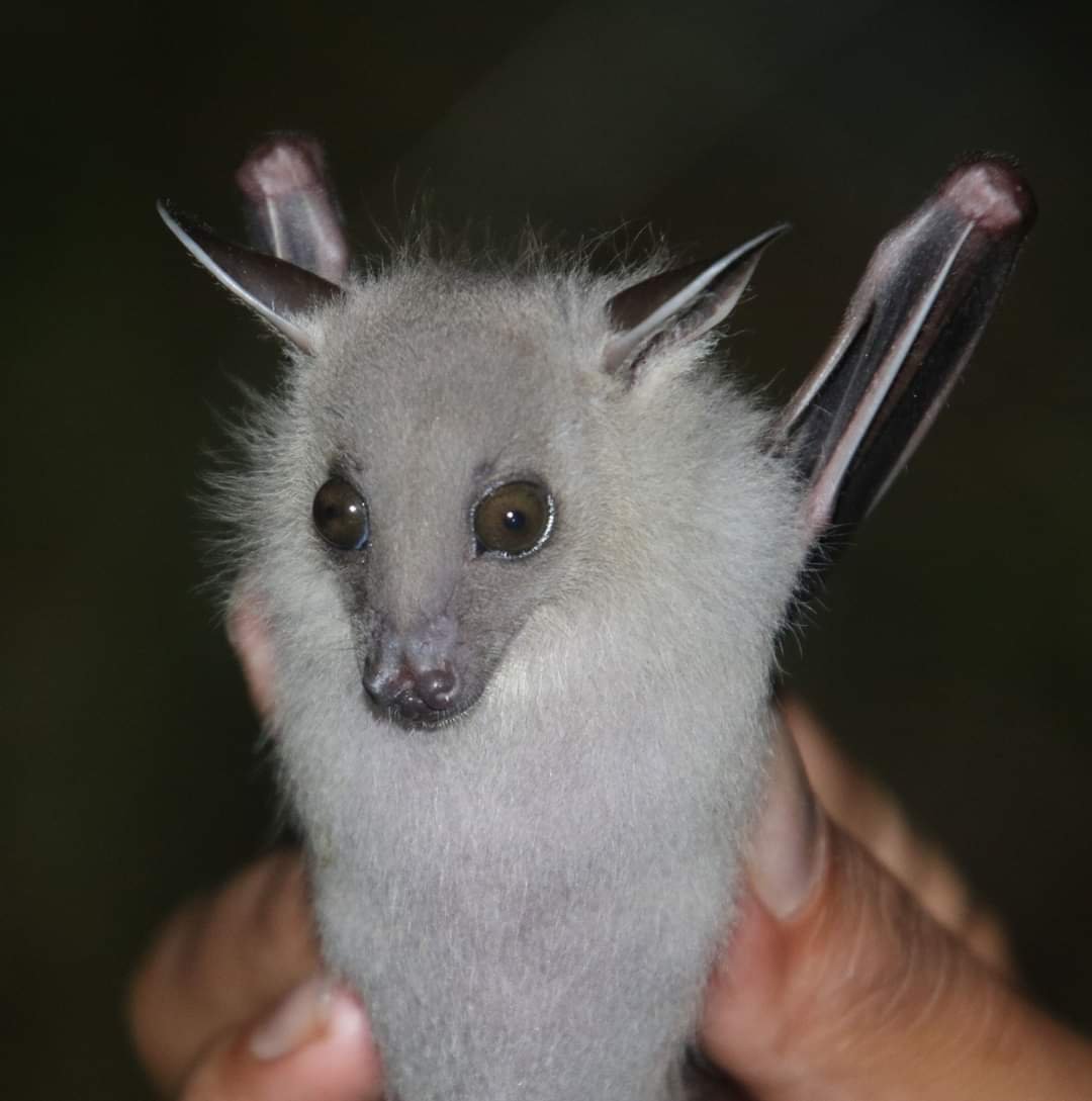 HimalayanMutts's tweet photo. As an advocate for the health of humans and wildlife, we help clarify misplaced fears that bats cause #COVID19. FULL STORY: https://t.co/bvwaYYEzld

Thanks bat ecologist, Basant Sharma, for sharing his photos and insights into the secretive and spectacular world of bats in #Nepal https://t.co/oxKfx9Cbt4
