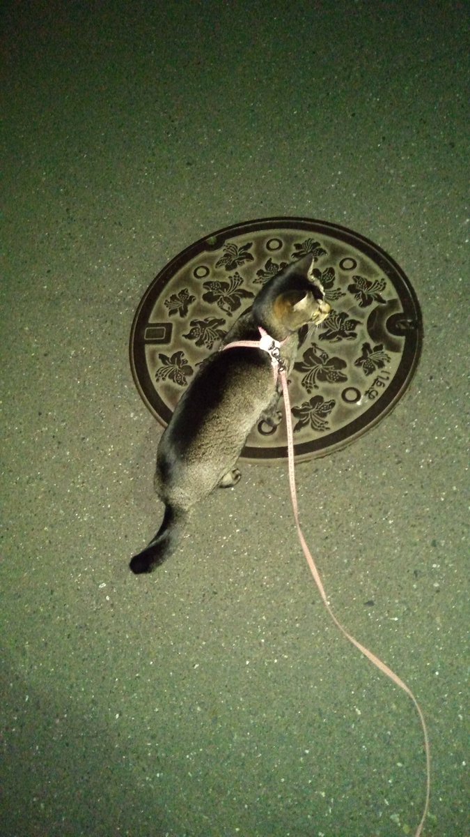 散歩これであってますか 動きません 猫さんにリードを付けて外出するも寝てしまう 全猫共通 かわいい画像が続々と Togetter