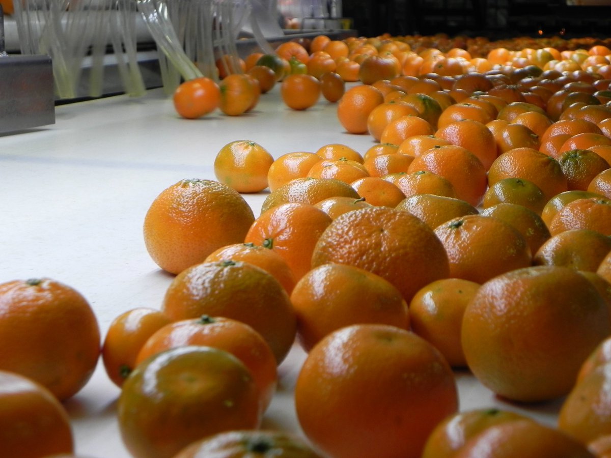 ComiteCitricoCL's tweet photo. 👏 Esta semana partió rumbo a #China uno de los primeros embarques de #cítricos chilenos: #clementinas Orogrande con destino el puerto de Shanghai. Se abre un mercado que diversificará mercados para los cítricos chilenos, actualmente 80% de los envíos tienen como destino EEUU. https://t.co/NbRw4Y8mfM
