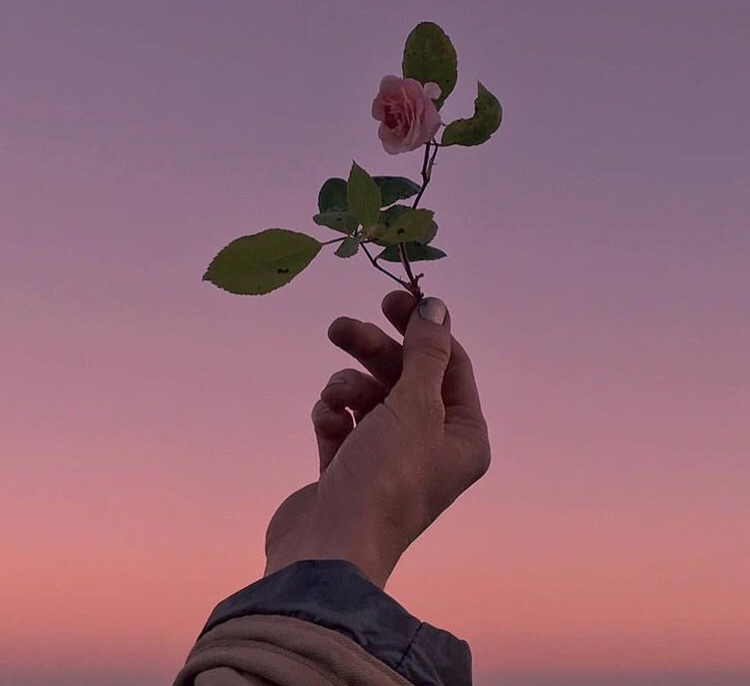 visionofafeline's tweet photo. Even a rose has it's thorns #ASOKABA https://t.co/SplPqihiMa