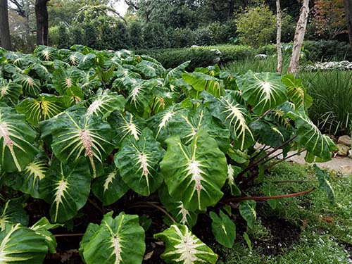 janjohnsen23's tweet photo. In my garden design book, #Gardentopia, one tip (out of 135) is called, 'A Lot of a Little'. Plant lots of one item for an impact. Here is 'White Lave' elephant ears in a giant mass. Wow. This is at @dallasarboretum
#gardendesigntips #gardendesign #landscapingideas #foliage https://t.co/rlWdAPlnaZ