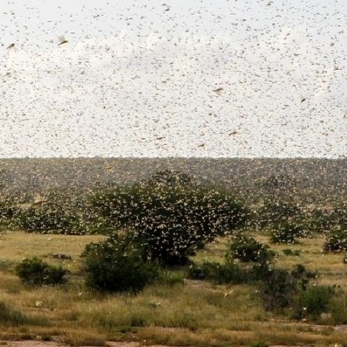 engeditblog's tweet photo. Locust Attack: An unexpected Spread| Nightmare for India
For more information 👉https://t.co/2lxz3cjzyC

#Locustsattack #LocustInvasion #LocustAttackinIndia #COVID19 https://t.co/CQVxgRT8es