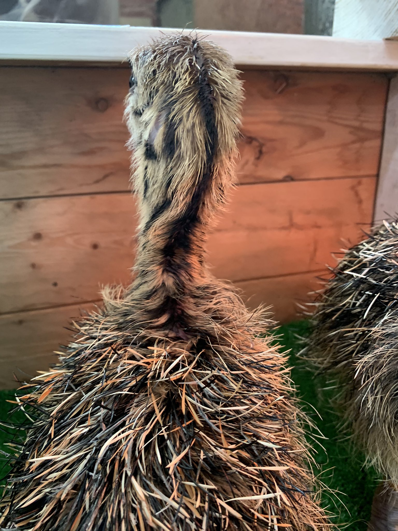 ダチョウ王国 石岡ファーム 公式 正解は ダチョウの雛でした 土日限定 5月 9月まで ダチョウの雛がまきばに遊びにやって来てくれます 可愛いぽてぽてのダチョウの雛が見れるのはきっとダチョウ王国だけ ダチョウ王国 ダチョウ王国石岡