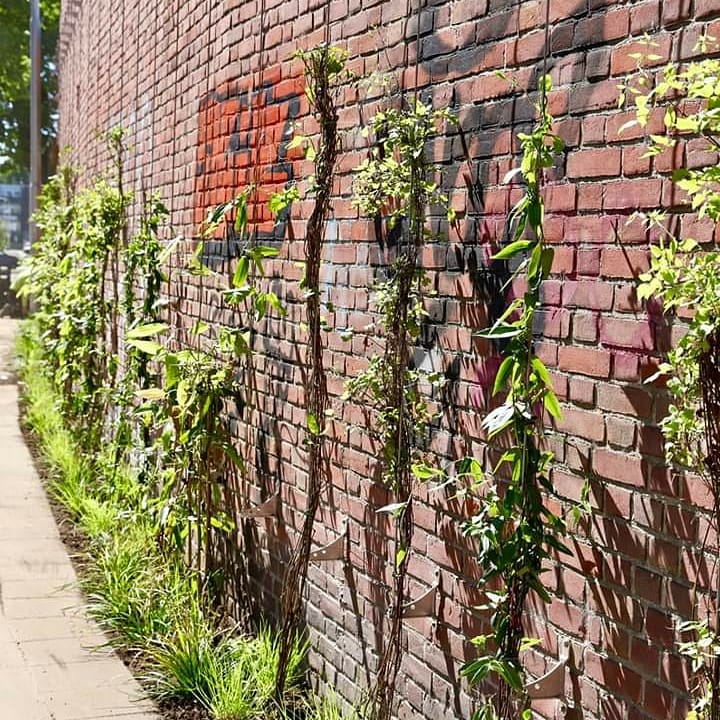 Een mooi initiatief van de Tilburgse ondernemer Martin Huijbregts (Fiori), @gemeentetilburg en Brouwers Groenaannemers, heeft erin geresulteerd dat de gevel van het bedrijfspand een prachtige groene uitstraling heeft gekregen! 
#groenmaaktgezond #brouwersgroenaannemers