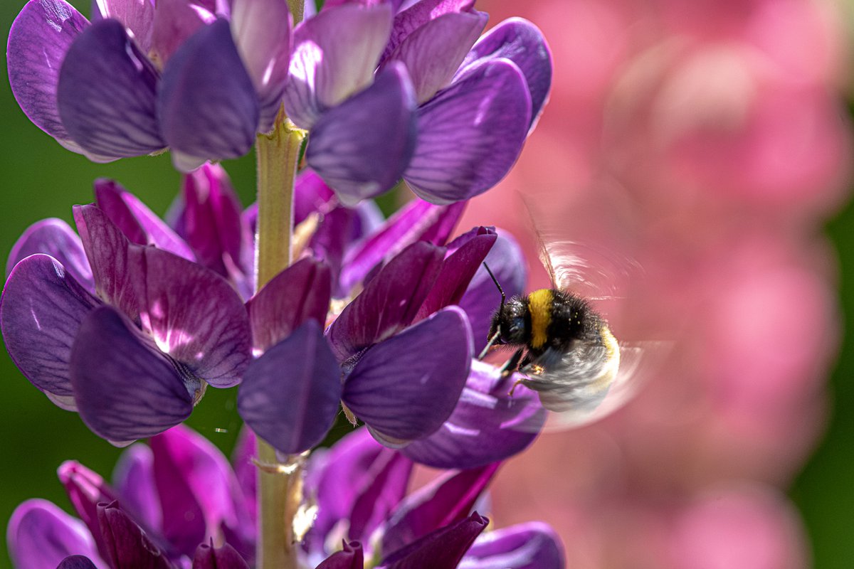 Loulabelleruns's tweet photo. Home after another night shift to watch the #bees working hard in my lupins
#essentialpollinators #summer #Devon #Gardeningwithnature https://t.co/zZke0Oal1o