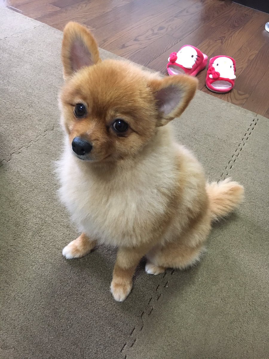 純粋様 つくし 近藤結花 失敗だと思ったけどこれはこれで可愛いので手直し無しでこのままにしときます 笑