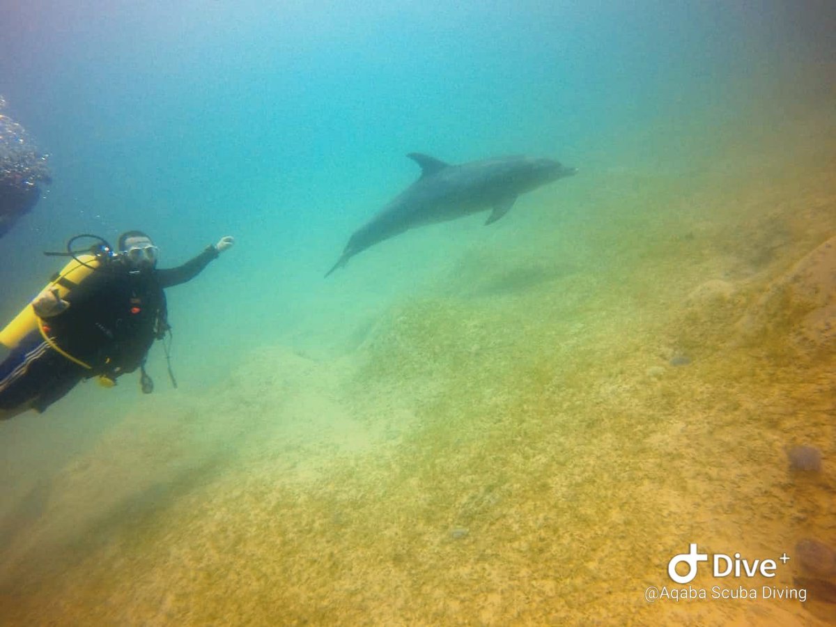 Aqaba Scuba Diving Jordan (AqabaScuba) Twitter