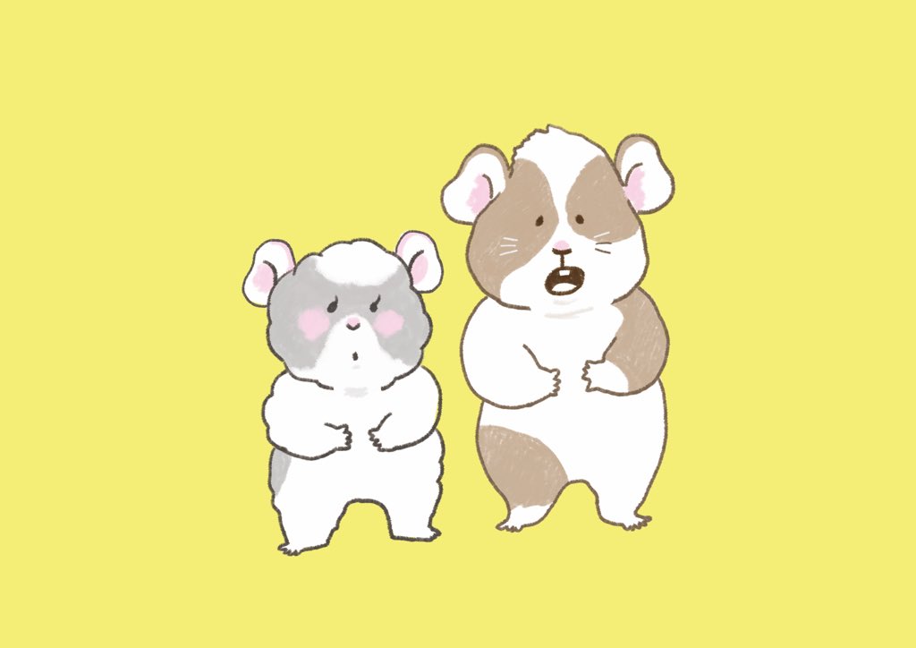 Chichi Popo モルモットです Chichi Popo Twitter