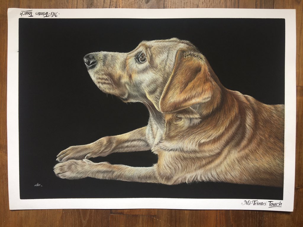 Yay! Today’s the day I can finally share Maple! I completed this commission over a month ago and have been waiting patiently to show her off! She is a 40th birthday present and looks great against the black background #yellowlab #dogsoftwitter #colourpencildrawing