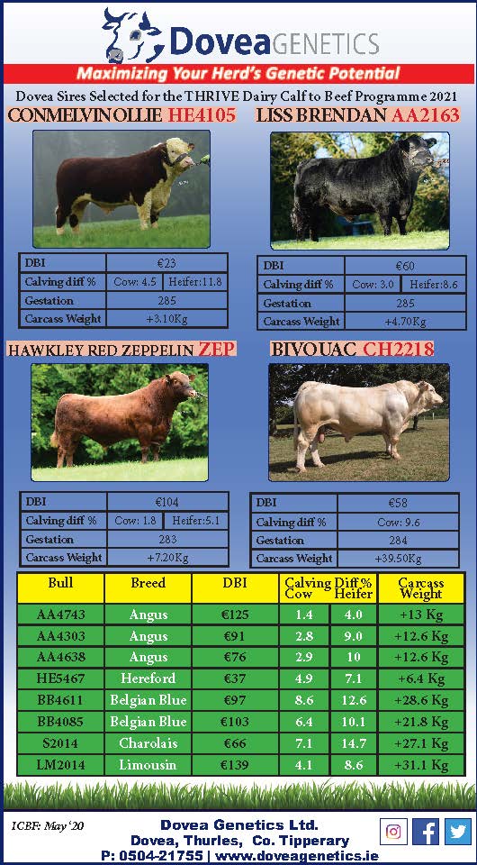 doveagenetics's tweet photo. #dairybeef #thriveprogramme #teamdairy ๐ฎ https://t.co/LoYHYOZ7QN