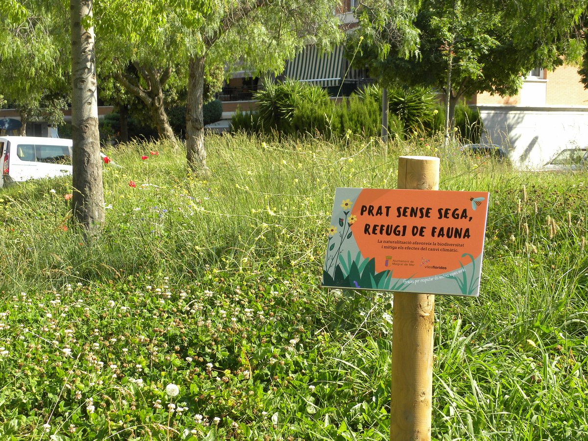 🌿🌼🐞Segar menys alguns dels prats de gespes i herbassars, aconsegueix crear veritables illes de #biodiversitat en el nostre poble

És una gran oportunitat per mitigar #emergènciaclimatica disminuint l’aportació de gasos que afavoreixen l’efecte hivernacle i 

Obrim fil
👇