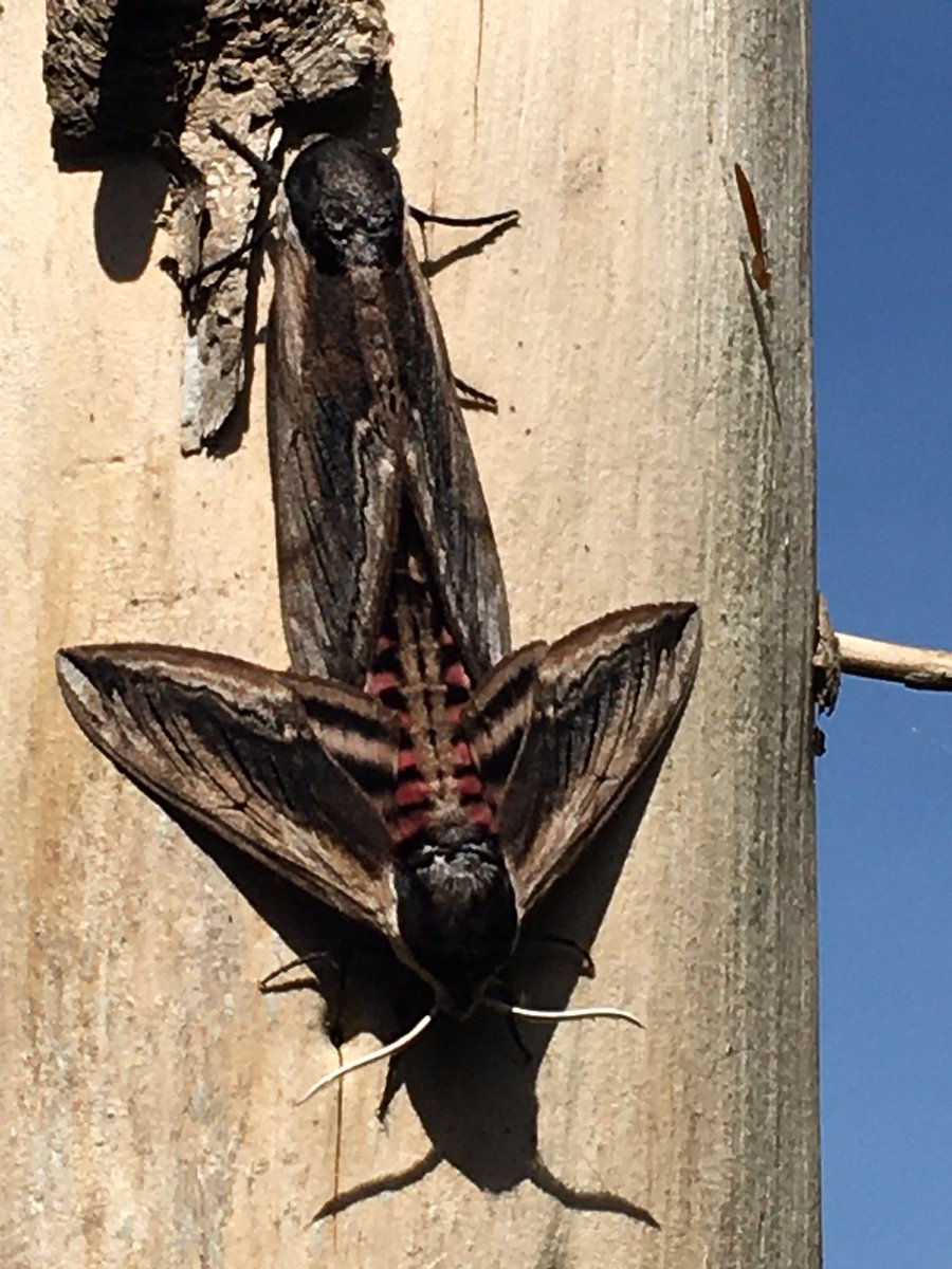 KateFT's tweet photo. Just spotted these beauties in the carnal act! With the help of my @PrincetonNature ‘Day Flying Moths’ #wildguide I think they are Privet Hawk-Moths...@WILDGuidesBooks @BBOWT @Vikki56 https://t.co/xysSwBQB2V