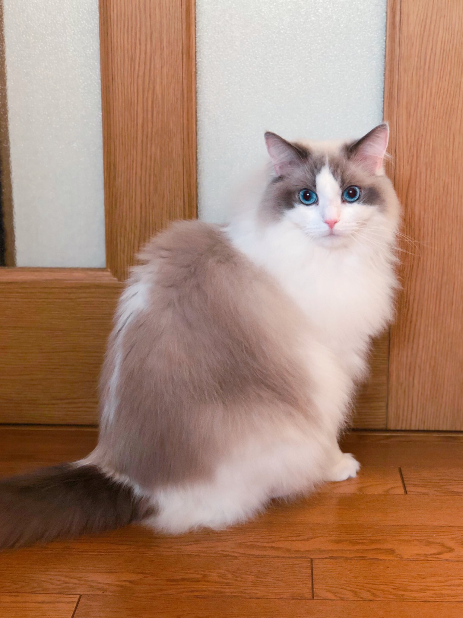 ましろ ラグドール 今日も美人 ラグドール 猫画像 T Co Ffwpqu0qwc Twitter