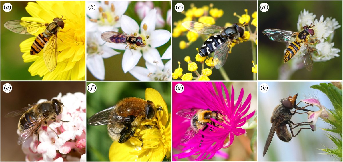 Alexandra-Maria Klein (@naturealexk) on Twitter photo Schwebfliegen beteiligen sich an der Bestäubung von ca. 70% der Kultur- und Wildpflanzen. Thanks <a href="/myles_menz/">Myles Menz</a>
royalsocietypublishing.org/doi/full/10.10… Schwebfliegen beteiligen sich an der Bestäubung von ca. 70% der Kultur- und Wildpflanzen. Thanks <a href="/myles_menz/">Myles Menz</a>
royalsocietypublishing.org/doi/full/10.10…
