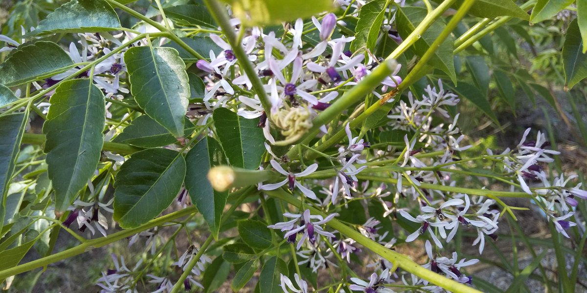 ハゼの花