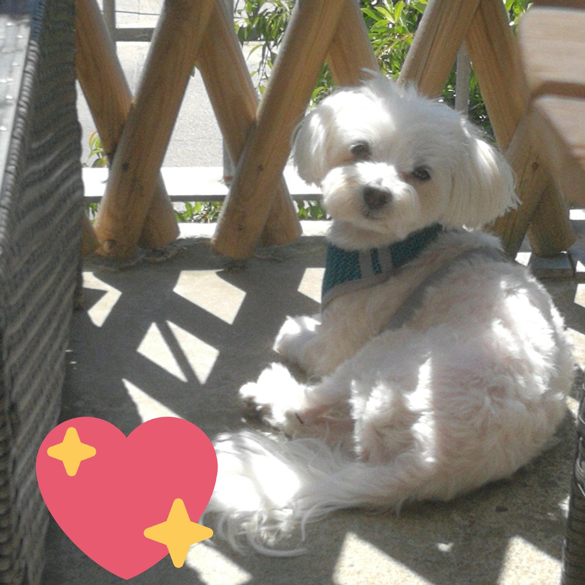 Murphy43412744's tweet photo. Bonjour les amis 👋🐶🐕🐾bonne journée🌞de déconfinement à 2 👣ou 4 🐾🐾🥰😘❤️. Avant/après coupe de printemps😁✂️🐩🚿
#dogslife #bichonmaltes #dogsoftwitter #dogsarelove #ThanksForFollow  #MerciLaVie #LoveIsAll #ThanksForFriendship #beautifulworld #météo  #déconfinementFrance https://t.co/ZRnZWI83oP