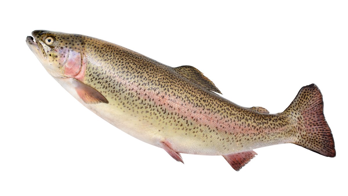 Breakfastsingalong Hashtag On Twitter