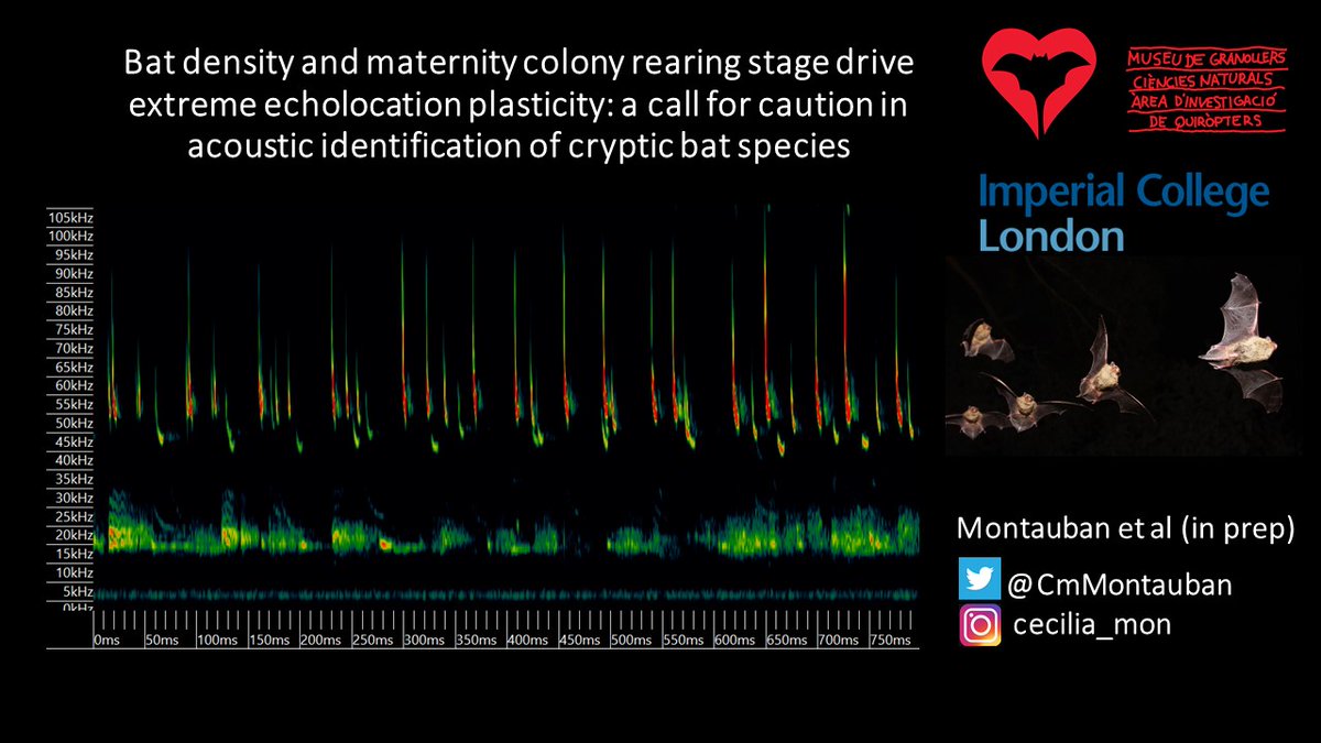 1.  #WBTC1  #EvoBeh2 Bat  #acoustic monitoring is fantastic and has led to species discoveries worldwide. But often we are faced with trying to classify  #sonograms that look like this . Can you guess what common widespread European species are recorded here?   #echolocation