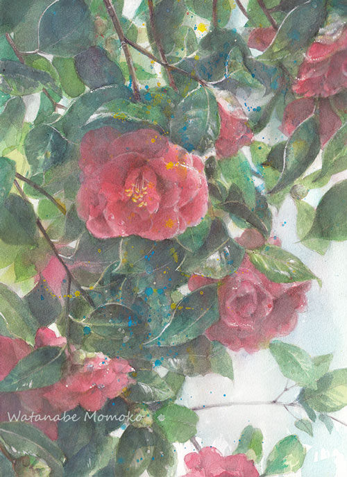 わたもも 椿 F4 透明水彩 ポスターカラー 色鉛筆 透明水彩 水彩画 椿 絵画