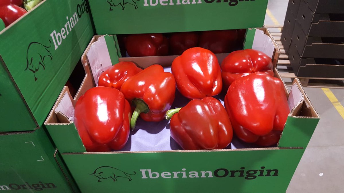 IberianOrigin's tweet photo. Red California Pepper #IberianOrigin #Export #Spain #Pepper https://t.co/mbLtMxbCYh
