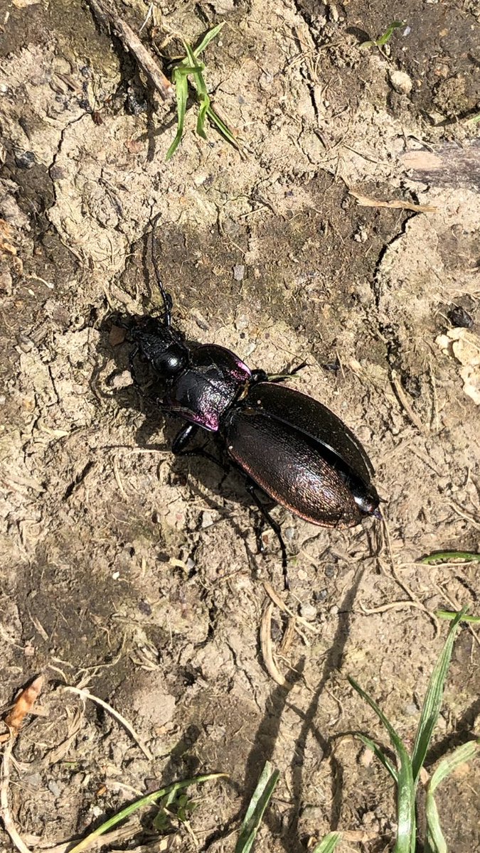 I hope I’m right this is a freshly dead Carabus nemoralis (wood ground beetle). Near Crook, Cumbria. 25mm or so length. #teambeetle <a href="/Buzz_dont_tweet/">Buglife</a>