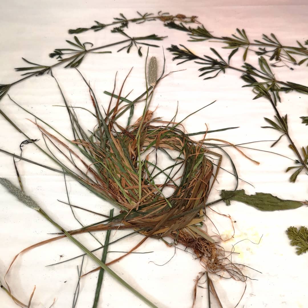 LynnBaileyPrint's tweet image. Sorting through early spring plants that were pressing between drying boards. Need to make room for fresh plants. I must prepare for the future, even though there is a limit to what I can do right now
#GottaPrintThroughThis #printmakingprep #printmakersprocess  #hopeforthefuture