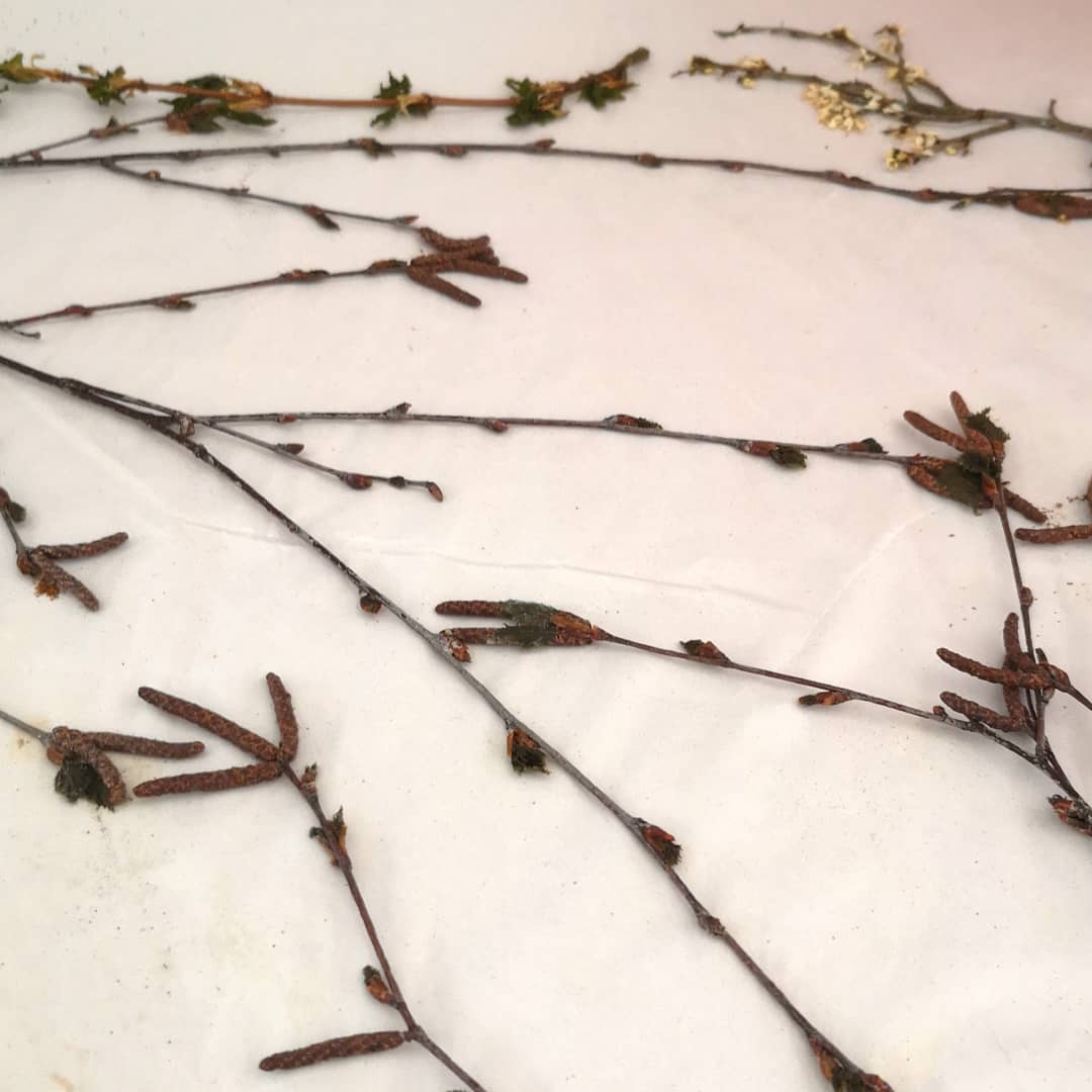 LynnBaileyPrint's tweet image. Sorting through early spring plants that were pressing between drying boards. Need to make room for fresh plants. I must prepare for the future, even though there is a limit to what I can do right now
#GottaPrintThroughThis #printmakingprep #printmakersprocess  #hopeforthefuture