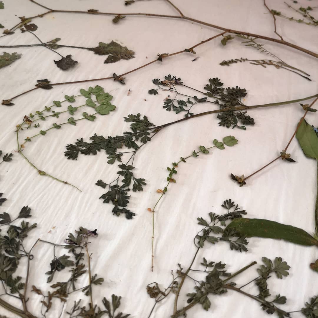 LynnBaileyPrint's tweet image. Sorting through early spring plants that were pressing between drying boards. Need to make room for fresh plants. I must prepare for the future, even though there is a limit to what I can do right now
#GottaPrintThroughThis #printmakingprep #printmakersprocess  #hopeforthefuture