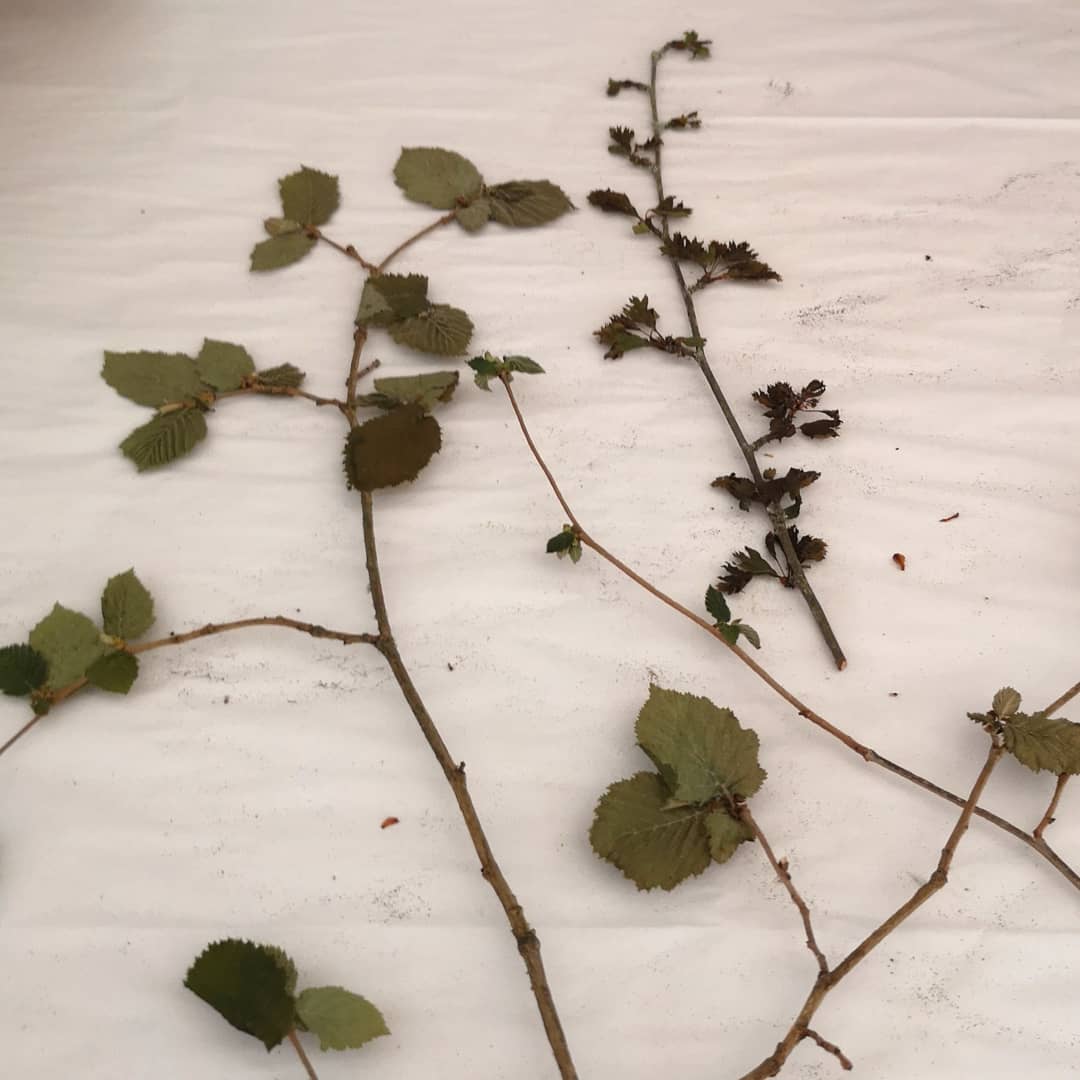 LynnBaileyPrint's tweet image. Sorting through early spring plants that were pressing between drying boards. Need to make room for fresh plants. I must prepare for the future, even though there is a limit to what I can do right now
#GottaPrintThroughThis #printmakingprep #printmakersprocess  #hopeforthefuture
