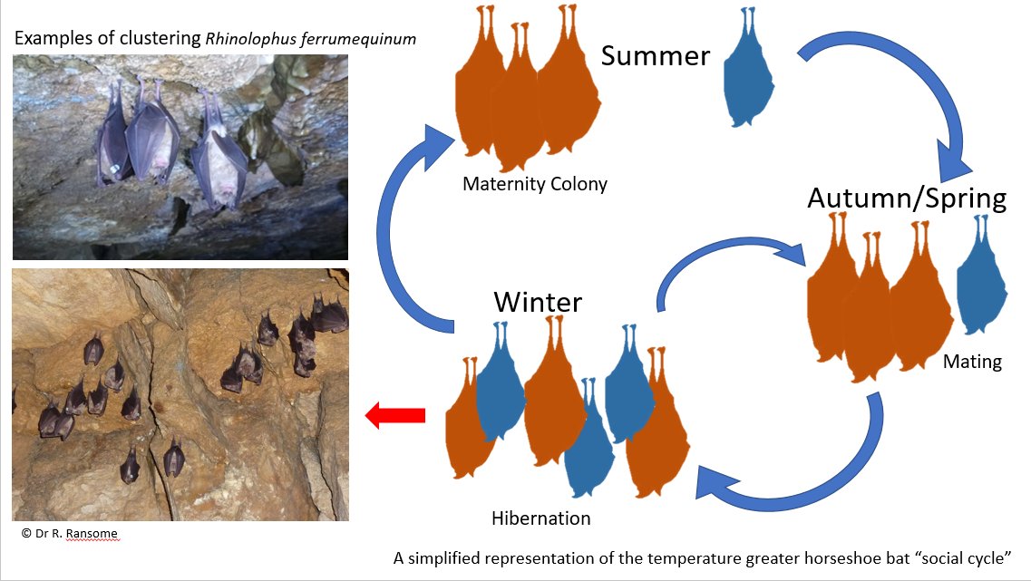  #WBTC1  #EvoBeh2 For greaterhorseshoe s, sociality follows an annual  in which ⚥ are largely segregated during the summer, before associating together during winter. Interestingly, only ~40% of s form these winter “clusters” each year. Why are some s social & others not?