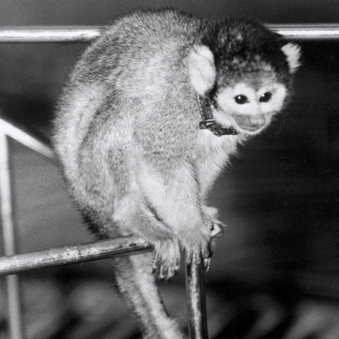 spacecentre's tweet photo. 🐒 #OnThisDay in 1959 monkeys Able and Baker were launched 300 miles into space by the Americans on a Jupiter missile. They became the first monkeys to survive a space trip. #SpaceFirstsWeek https://t.co/GPyz3C2Vex