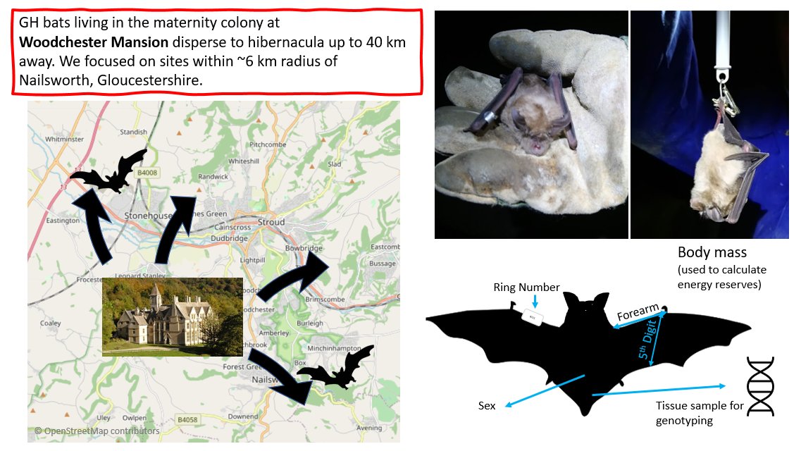 2)  #WBTC1  #EvoBeh2 Over 4 years we studied a population of GHBs at 14 underground sites in Gloucestershire, UK. Morphometric measurements, age, and reproductive status were recorded for every , in addition to whether the bat was alone or in a group.