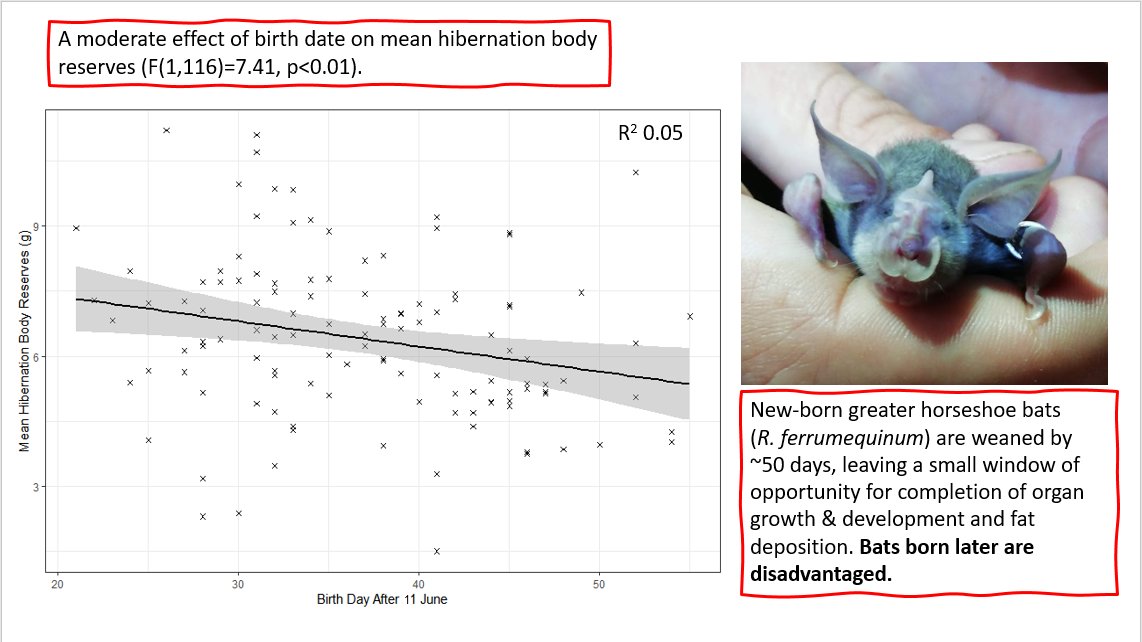 4)  #WBTC1  #EvoBeh2 with later born young being most disadvantaged. Mortality risk can be mitigated by synchronising arousal to suitable foraging conditions, through careful selection of a roosting position that matches ambient temp. and alignment of s to dusk.