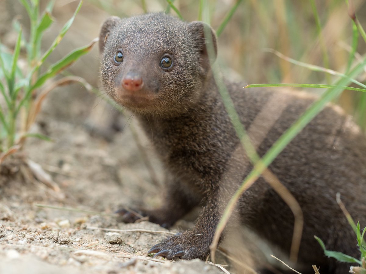 Ben_Cobb_'s tweet photo. Dwarf mongoose pup 🐻 https://t.co/8h578F9zez