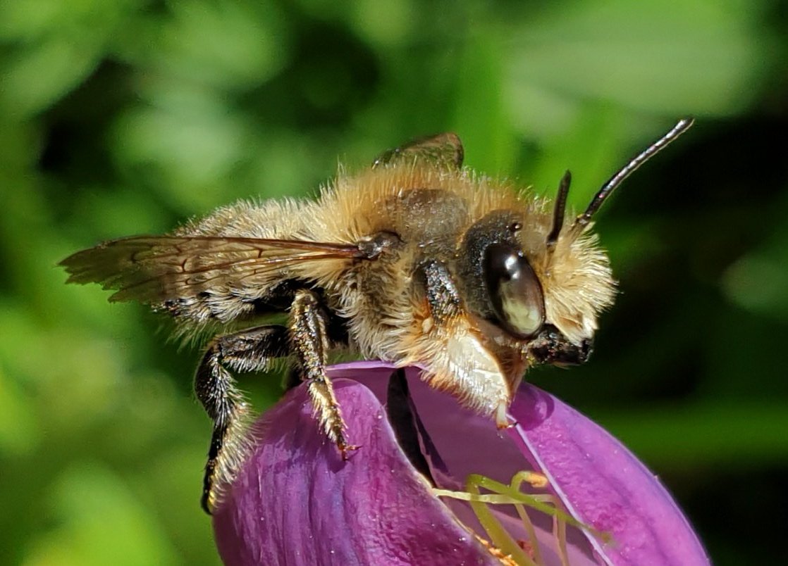 sophiecooper193's tweet image. #PositiveTweets Leaf cutter #bee (I think) in my #Somerset garden just now!🤗🐝💚
#SolaceInNature #NaturalHealthService #bees @SolitaryBeeWeek @somersetwt #Springwatch #nature #wildlife @Britnatureguide