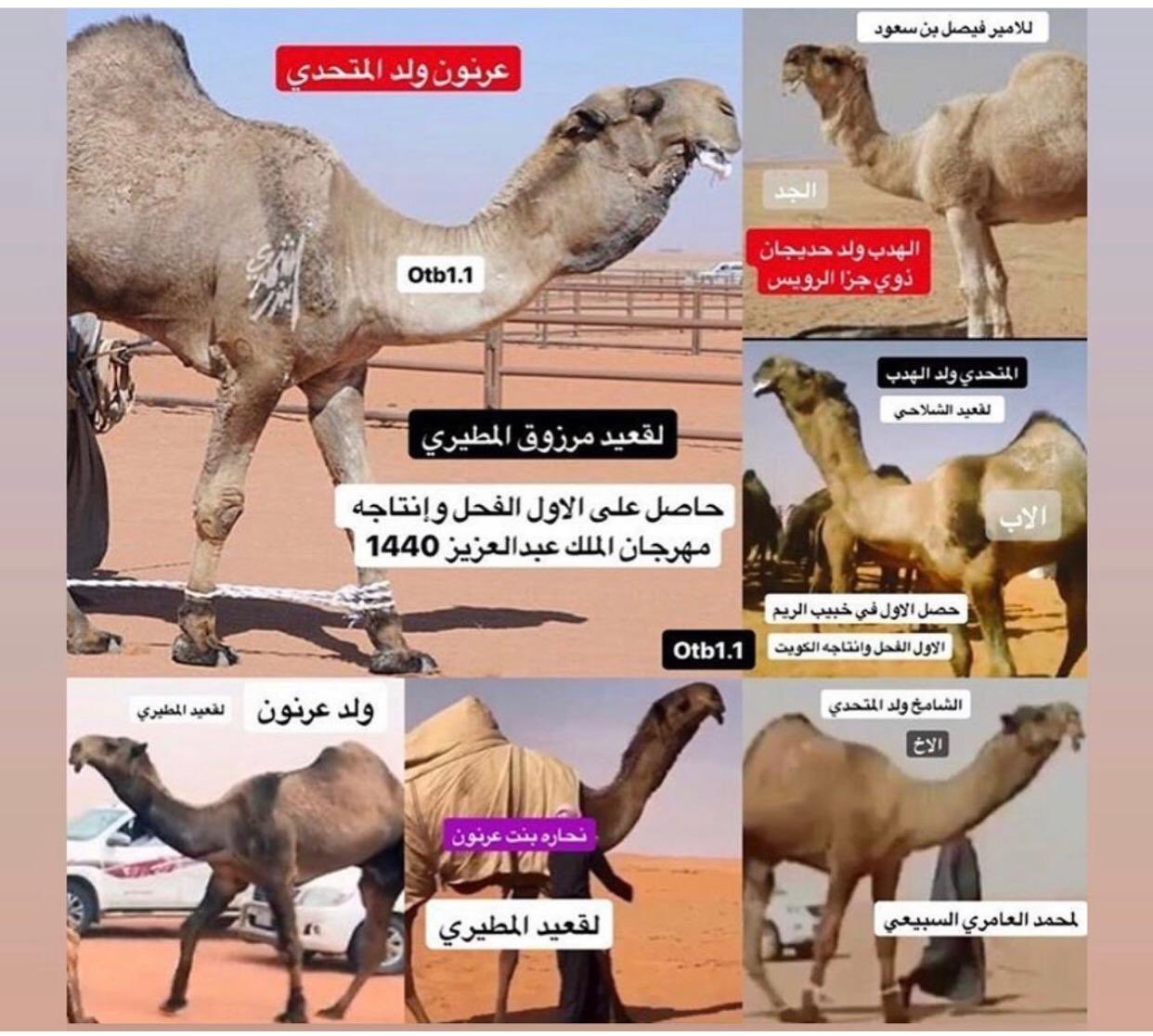 وانتاجه عرنون شاهد: “الفحل