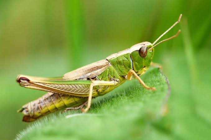 Unknown_7815's tweet photo. #GrasshopperAttack
Haalav__ is Antinational. https://t.co/2guCSZtNjk