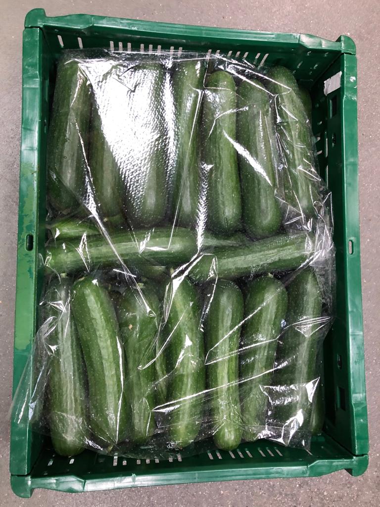 IberianOrigin's tweet photo. Mini Cucumber for the next season. Those interested can contact sales@iberianorigin.com #MiniCucumber #IberianOrigin #Export #Spain #GlobalGAP https://t.co/mrpH4eYfOu
