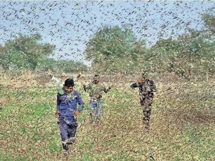AkmalMarkazi's tweet photo. जिस दिन से मस्जिद की जगह मन्दिर बनने का फैसला आया है, उसी दिन से अल्लाह का अज़ाब नाज़िल हुआ है, कभी कोरोना की शक्ल में तो कभी भूकम्प की शक्ल में ,कभी तोफान की शक्ल म��ं,और अब ये टिडडी दल https://t.co/0Qdnp3JOFu
