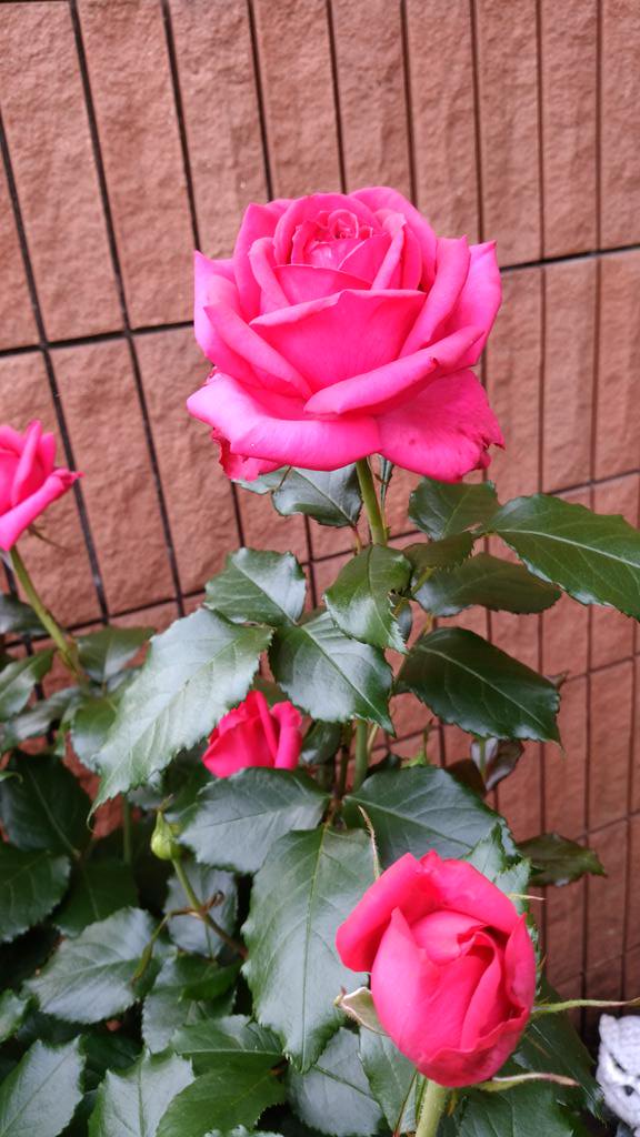 日向 丸朗 525ta2aki Twitter