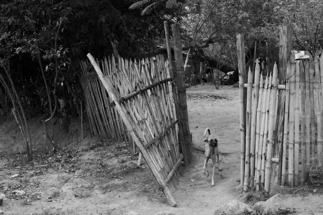 UltraLuciel's tweet photo. #nature #art #photo #bnwmood #blackandwhite #dreams #bnw_shot #contemporanyart #travelingphotography #travelartist #travelart #doglover #bnw_divine  #walking #streetphotography #bnw_traveling #bnw_art #blackandwhitephoto #blackandwhitephotos #monochromeart
https://t.co/81PoeEyBwG https://t.co/E3D8hYixGY